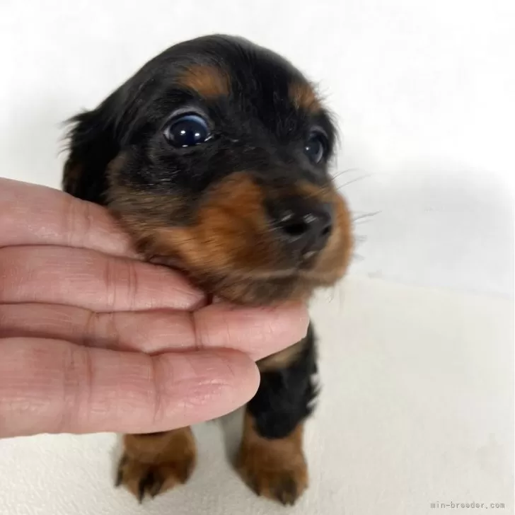 ID：2504-02511の子犬