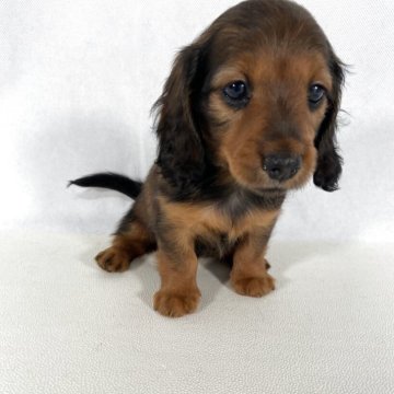 ミニチュアダックスフンド(ロング)【岩手県・女の子・2025年4月21日・レッド】の写真「両親共にJKCチャンピオンと優秀血統、将来楽しみ！」