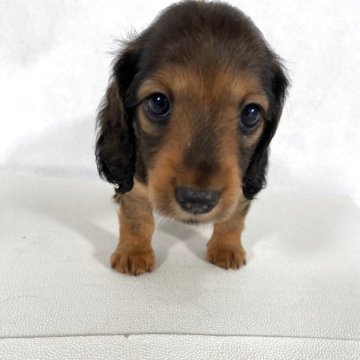 ミニチュアダックスフンド(ロング)【岩手県・男の子・2025年4月21日・レッド】の写真「両親共にJKCチャンピオンの優秀血統、将来楽しみ！」