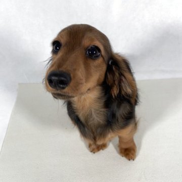 ミニチュアダックスフンド(ロング)【岩手県・女の子・2025年6月30日・レッド】の写真「父親インターナショナルビューティーチャンピオン」