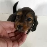 カニンヘンダックスフンド(ロング)【岩手県・男の子・2025年2月25日・レッド】の写真1「4月10日撮影」