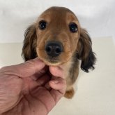 ミニチュアダックスフンド(ロング)