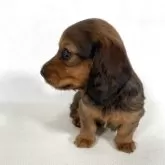 カニンヘンダックスフンド(ロング)【岩手県・女の子・2025年2月25日・レッド】の写真2「4月25日撮影」