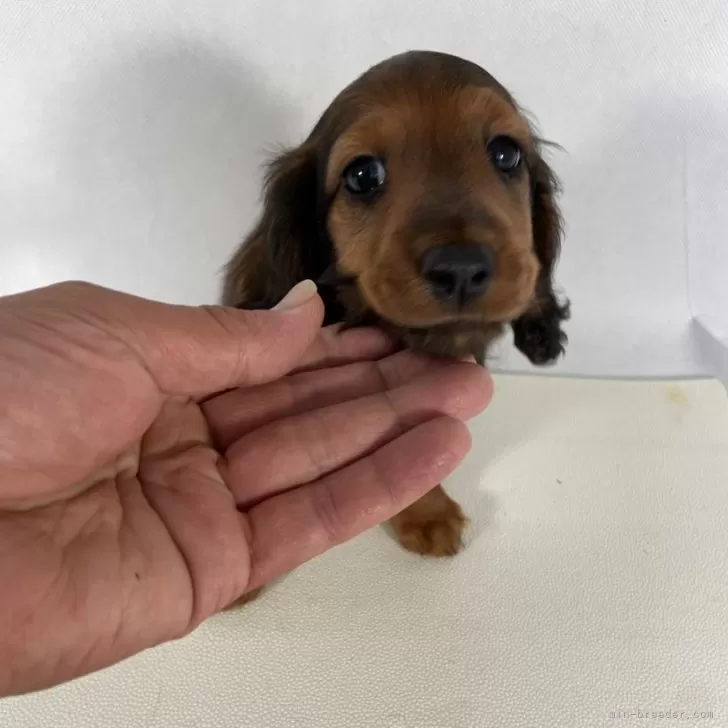 ID：2406-06481の子犬