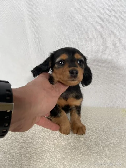 ID:2202-04170の子犬