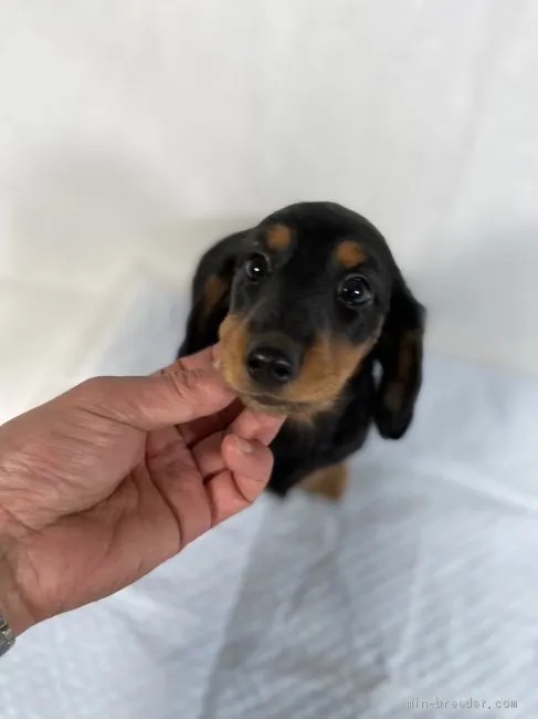 モネのお母さん 様のお迎えした子犬