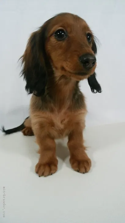 ID:1912-03452の子犬