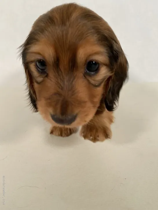 ID：2111-02168の子犬