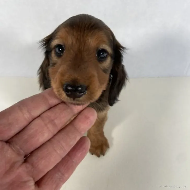 ID：2305-01036の子犬