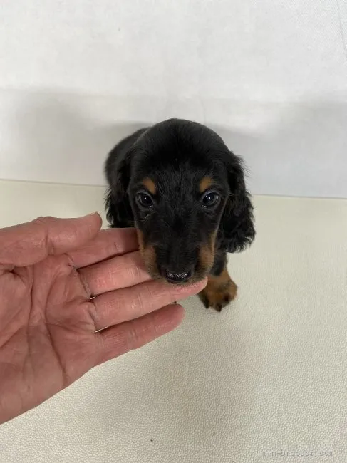 ID：2204-02478の子犬