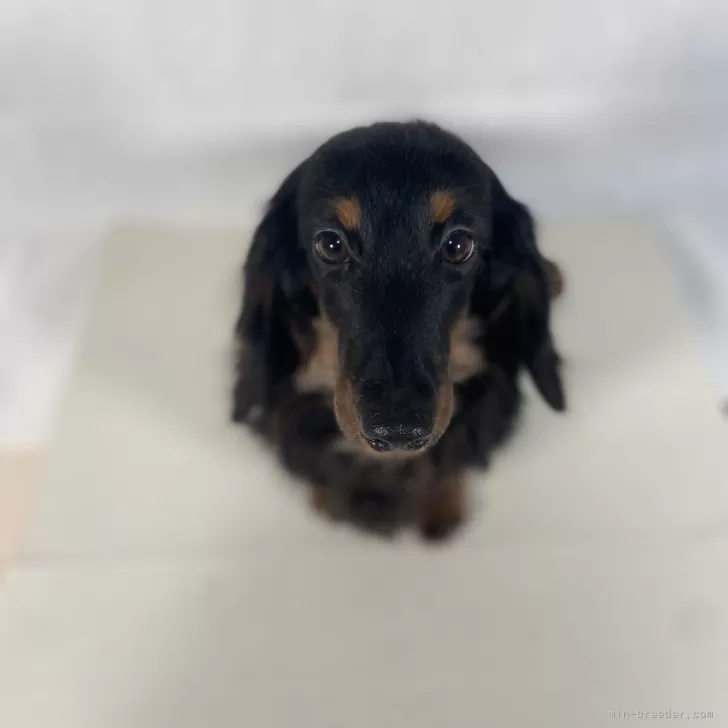 ID：2308-02768の子犬