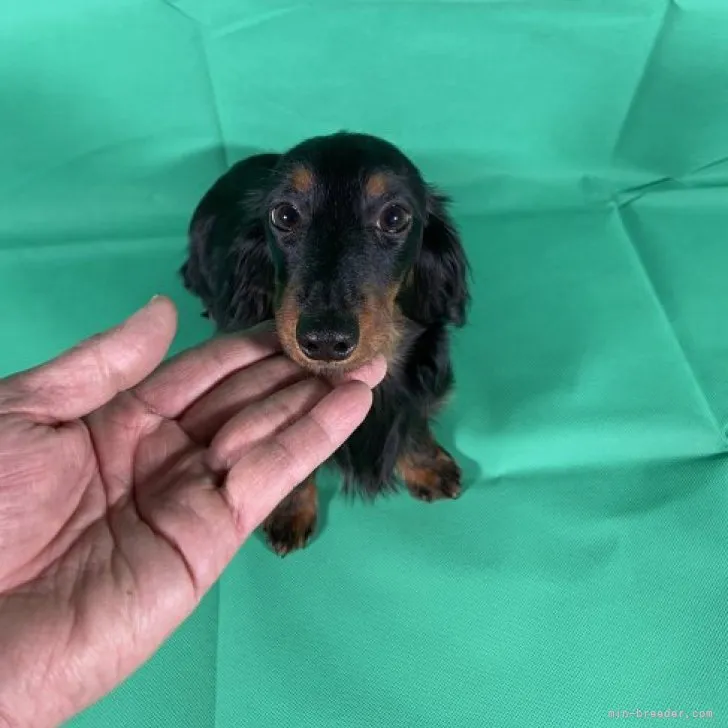 エレ 様のお迎えした子犬