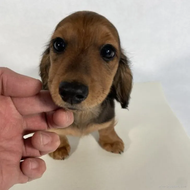 うるこ 様のお迎えした子犬