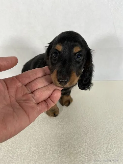 K.N 様のお迎えした子犬