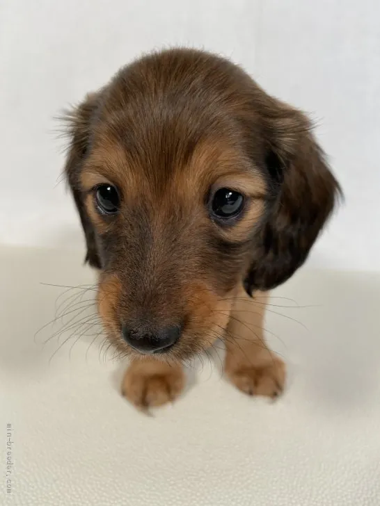 ID:2102-01088の子犬