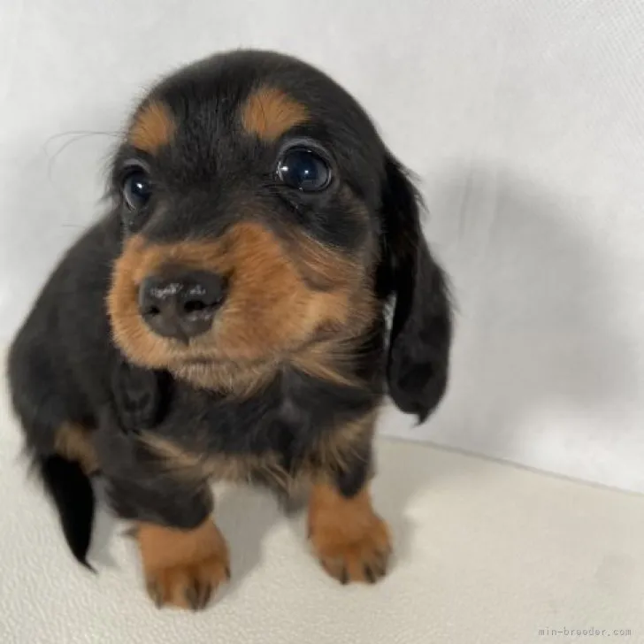 S.A 様のお迎えした子犬