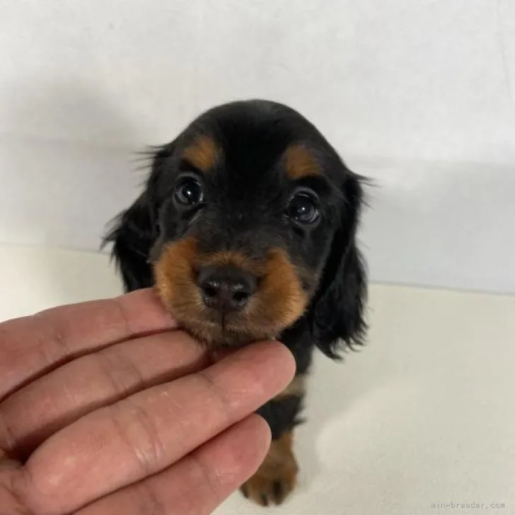 ID：2209-00655の子犬