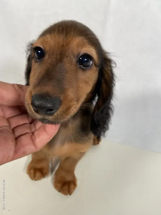 ID：2007-02374の子犬