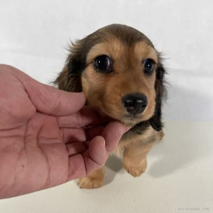 ID：2401-02369の子犬