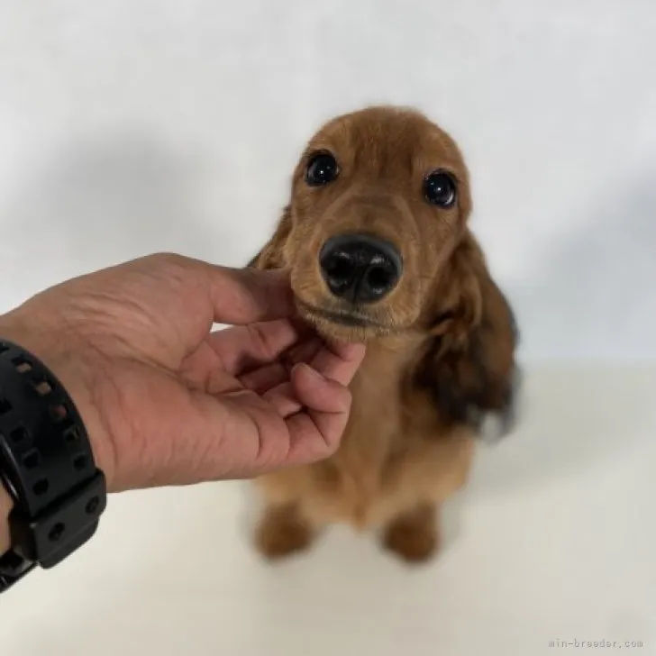 ID：2305-01033の子犬