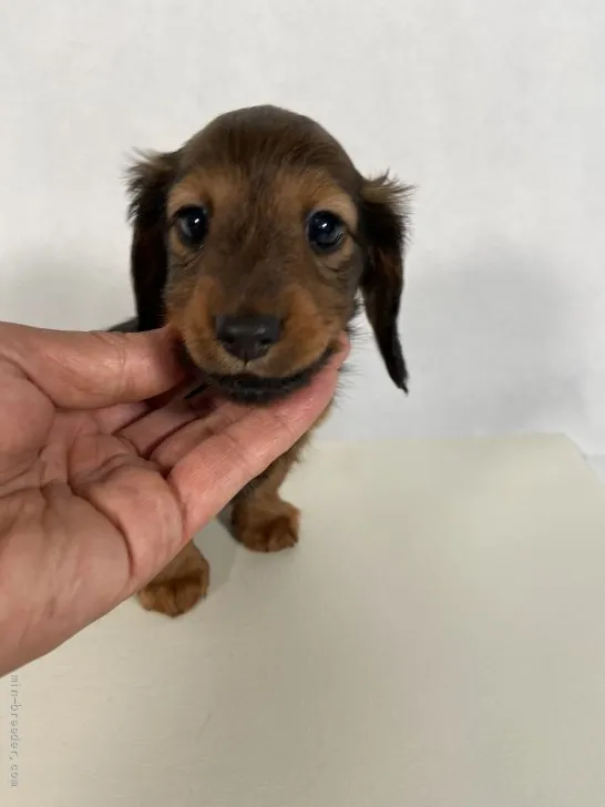 ID：2110-01374の子犬