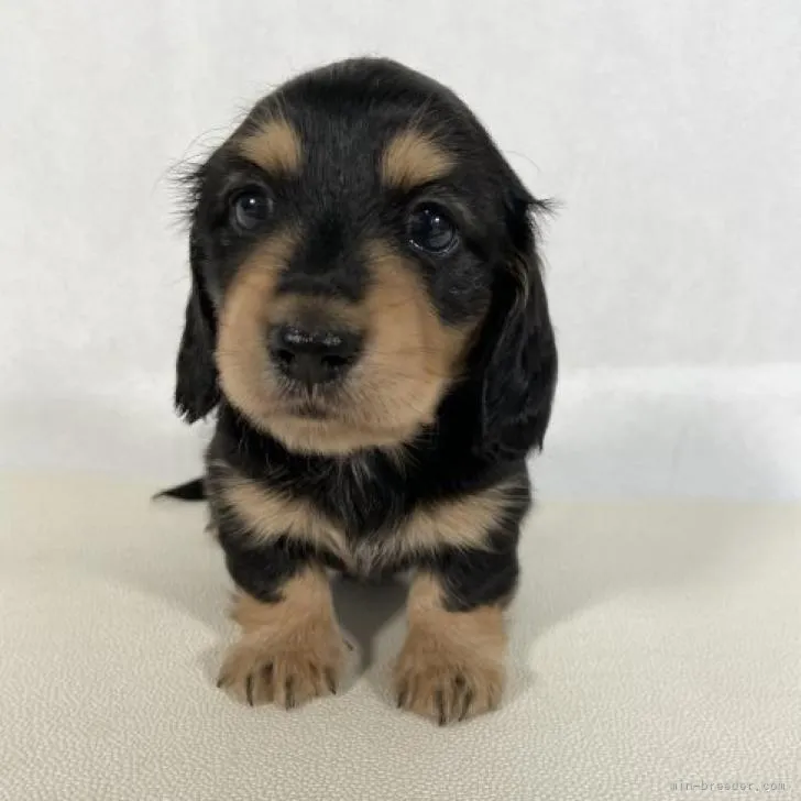 ID：2207-05479の子犬