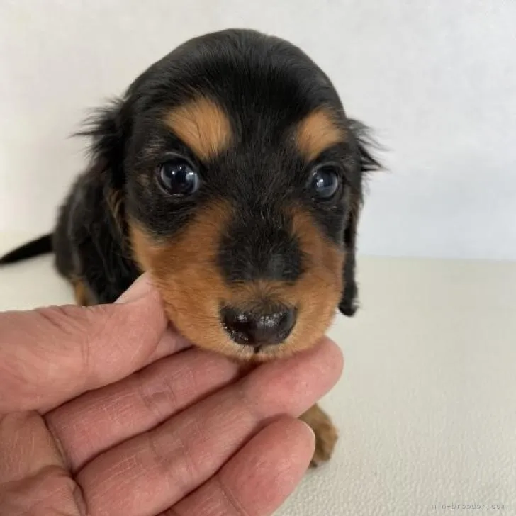 うま 様のお迎えした子犬