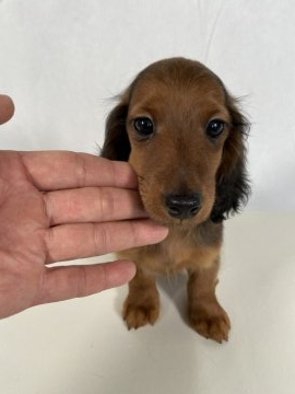 ミニチュアダックスフンド(ロング)【岩手県・男の子・2020年2月15日・レッド】の写真「両親JKCチャンピオン。」