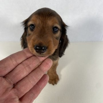 カニンヘンダックスフンド(ロング)【岩手県・男の子・2023年3月20日・レッド。】の写真「父親インターナショナルビューティーチャンピオン。」