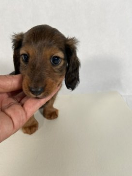 カニンヘンダックスフンド(ロング)【岩手県・女の子・2021年8月20日・レッド】の写真「両親JKCチャンピオン直子の優良血統。」