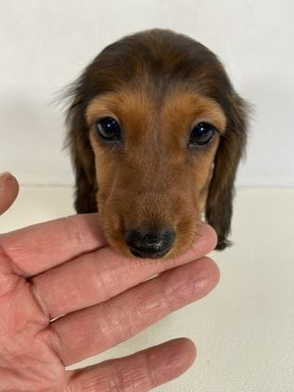 カニンヘンダックスフンド(ロング)【岩手県・女の子・2021年10月2日・レッド。】の写真「両親JKCチャンピオンの優秀血統。」