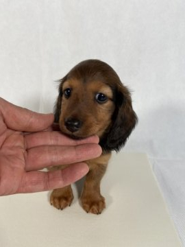 カニンヘンダックスフンド(ロング)【岩手県・男の子・2021年8月20日・レッド】の写真「両親JKCチャンピオン直子の優良血統。」