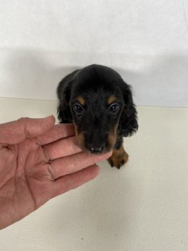 ミニチュアダックスフンド(ロング)【岩手県・男の子・2022年2月26日・ブラックアンドタン。】の写真「父親JKCチャンピオン。母親両親JKCチャンピオン」