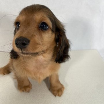 ミニチュアダックスフンド(ロング)【岩手県・女の子・2023年6月24日・レッド。】の写真「父親JKCチャンピオンでCD3取得。」