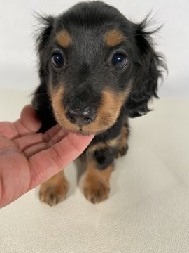 ミニチュアダックスフンド(ロング)【岩手県・女の子・2021年11月27日・ブラックアンドタン】の写真「両親JKCチャンピオンの優秀血統。可愛い女の子。」