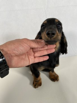 ミニチュアダックスフンド(ロング)【岩手県・男の子・2020年1月27日・ブラックアンドタン】の写真「父親JKCチャンピオン。」