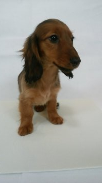 カニンヘンダックスフンド(ロング)【岩手県・女の子・2019年9月7日・レッド】の写真「両親JKCチャンピオン。両親PRAノーマル。」