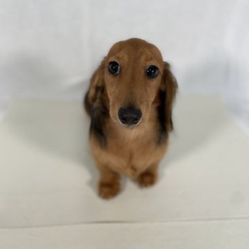 カニンヘンダックスフンド(ロング)【岩手県・男の子・2023年4月2日・レッド】の写真「両親譲りな小型。父親JKCチャンピオン。」