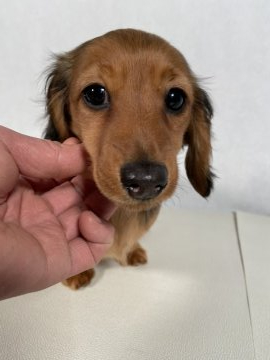 カニンヘンダックスフンド(ロング)【岩手県・女の子・2020年9月27日・レッド】の写真「父親2019ペディグリーアワード受賞犬。」