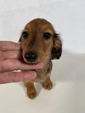 ミニチュアダックスフンド(ロング)【岩手県・女の子・2020年1月27日・レッド】の写真「父親JKCチャンピオン。」