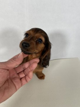 カニンヘンダックスフンド(ロング)【岩手県・女の子・2021年10月2日・レッド】の写真「両親共にJKCチャンピオンの優秀血統です。」