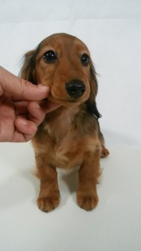 カニンヘンダックスフンド(ロング)【岩手県・男の子・2019年9月7日・レッド】の写真「両親JKCチャンピオン、両親PRAノーマル。」