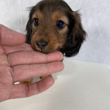 カニンヘンダックスフンド(ロング)【岩手県・女の子・2022年9月11日・レッド。】の写真「父親インターナショナルビューティーチャンピオン。」