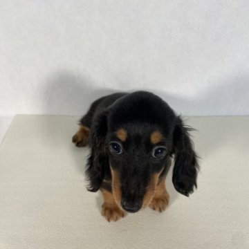 カニンヘンダックスフンド(ロング)【岩手県・女の子・2023年4月2日・ブラックタン】の写真「父親JKCチャンピオン。」