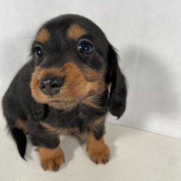 カニンヘンダックスフンド(ロング)【岩手県・女の子・2023年3月20日・ブラックタン】の写真「父親インターナショナルビューティーチャンピオン。」