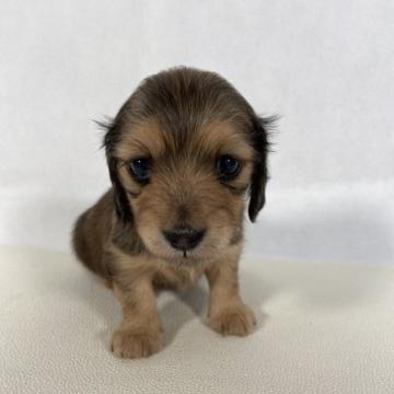 ミニチュアダックスフンド(ロング)【岩手県・女の子・2022年6月21日・レッド。】の写真「JKCチャンピオン直子、優秀血統です。」