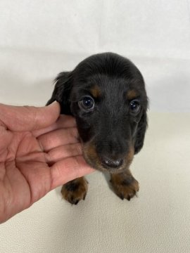 ミニチュアダックスフンド(ロング)【岩手県・男の子・2022年2月26日・ブラックアンドタン。】の写真「父親JKCチャンピオン。母親両親JKCチャンピオン」