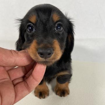 カニンヘンダックスフンド(ロング)【岩手県・女の子・2022年7月19日・ブラックアンドタン。】の写真「父親インターナショナルビューティーチャンピオン。」