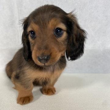 カニンヘンダックスフンド(ロング)【岩手県・男の子・2022年9月11日・レッド。】の写真「父親インターナショナルビューティーチャンピオン。」