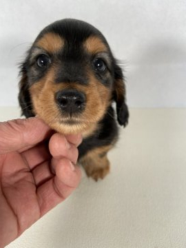 ミニチュアダックスフンド(ロング)【岩手県・男の子・2022年1月9日・ブラックアンドタン】の写真「父親JKCチャンピオン。母親、両親チャンピオン。」